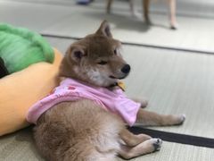-逗柴咖啡屋·狗咖猫咖宠物桌游