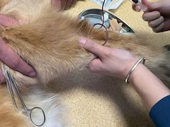 -瑞派·关忠动物医院·猫专科·犬专科(三环新城店)