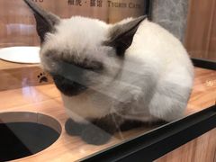 -袖虎·猫馆(体育西路店)