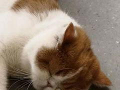 -飞行喵MR PILOT|猫舍·猫咖(静安大融城店)