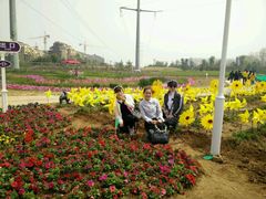 -洛阳郁金香牡丹园