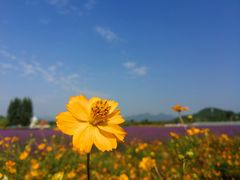 -北京东方普罗旺斯薰衣草庄园
