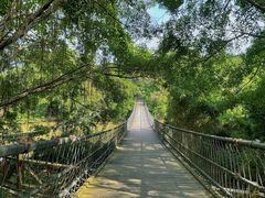 -南宁良凤江国家森林公园