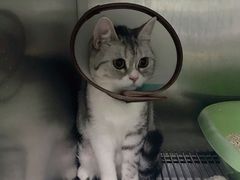 -东莞宠友24H宠物中心医院·转诊夜诊·异宠(新河北路院)