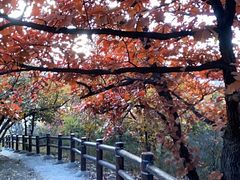 -北京十三陵国家森林公园蟒山景区
