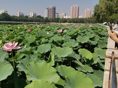 -莲花池公园