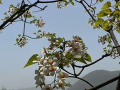 -舒家湾天主教堂