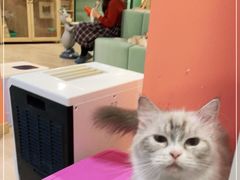 -Bastet sally猫舍购宠(静安店)