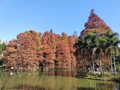 -中国科学院华南植物园