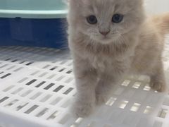 -1013 PET SHOP 宠物商店(近铁城市广场店)