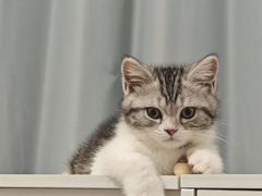 -lincat·猫舍(广州店)