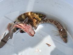 -小猫钓鱼海钓俱乐部(椰梦长廊店)