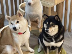 -柴迷FANS CLUB·柴犬狗咖·猫咖