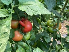 -万源龙顺度假庄园生态观光园