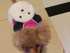 -严国平动物医院(德政总院)