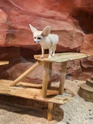 -Zoolung Zoolung动物主题公园(海信广场店)