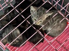 -桂林市花鸟市场