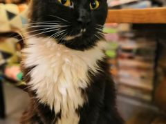 -猫色咖啡·猫咖