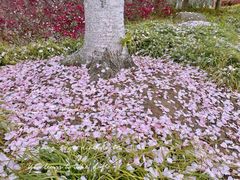 -高东镇樱花园