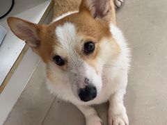 -佳雯宠物医院·皮肤科·内外科(春晓路分院)