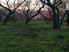 -梅花山(明孝陵内)
