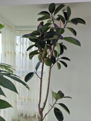 -HEYAN荷妍专业脱毛连锁机构