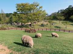 -神户市立六甲山牧场