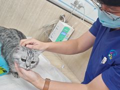 -北京观赏动物医院·24小时大型综合·猫专科·异宠专科