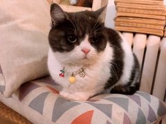 -海边的猫和咖啡馆