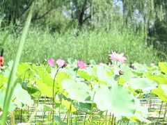 -翠湖国家城市湿地公园