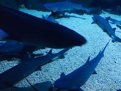 -烟台海昌鲸鲨海洋公园