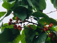 -樱桃山旅游景区