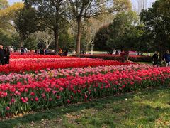 -上海鲜花港