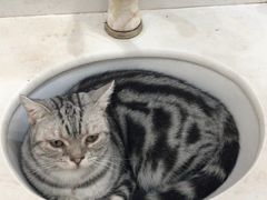 -共舞时光猫咖·狗咖(新街口店)