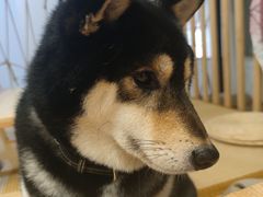 -柴迷FANS CLUB·柴犬狗咖·猫咖