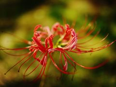 -白塘生态植物园