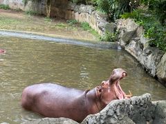 -清迈夜间动物园