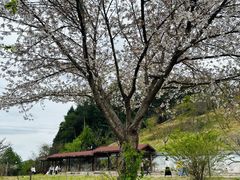 -绵阳盛世樱花悠乐谷