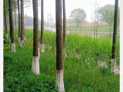 -太湖湖滨国家湿地公园-停车场
