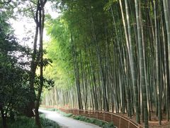 -杭州植物园