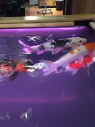 -鳌首刺青纹身 穿孔饰品店