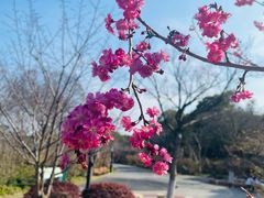 -顾村公园