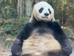 -广州长隆野生动物世界