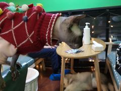 -李小姐の猫咖啡馆(五角场店)