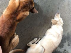 -槟城宝盛园民宿