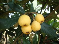 -塘栖枇杷特色园区