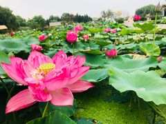 -白洋淀景区