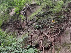 -大岭沟猕猴桃谷风景区
