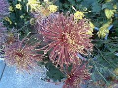 景点-人民防洪胜利纪念塔