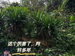 -野象谷景区